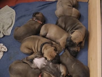 Boergarden boerboels