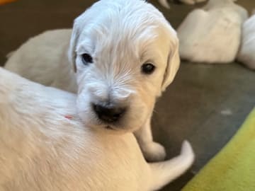 Golden retriever · Mariestad · Fanzia