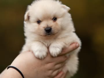 German Spitz – Mittelspitz · Enköping · Kerberos Silver