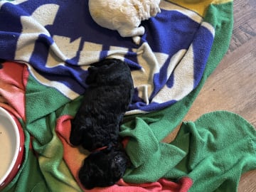 Goldendoodle · Västerlanda · Lugnets kennel