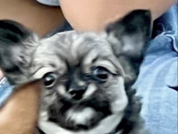 Chihuahua · Fjärdhundra · Bastängens