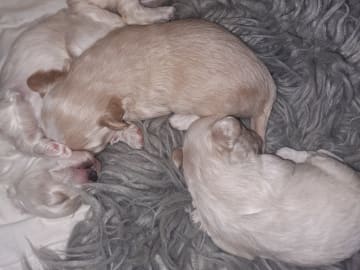 Maltipoo · Torshälla · Maltipoo
