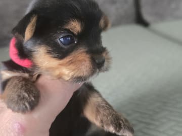 Yorkshireterrier · Kopparberg · Gacrux