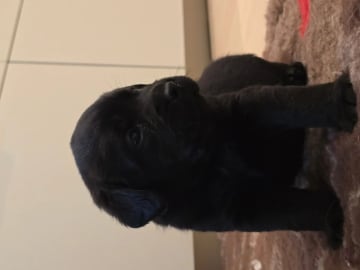 Labrador retriever · Tonstad · Gitte Pedersen-Årdal