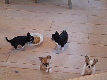 Chihuahua · Haugesund · Dronning Sjøkanten