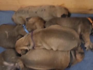 Boergarden boerboels