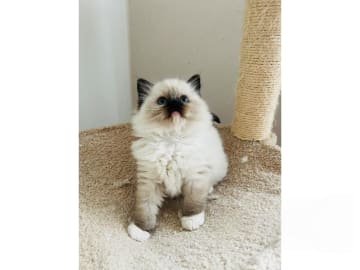 Ragdoll · Trollhättan · SE*Sapphire Blue Eyes