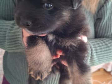 Finsk lapphund · Vallentuna · Bibbi Ranevad