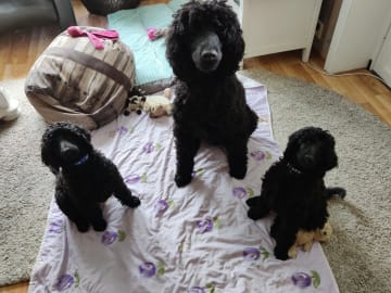 Standard Poodle · Holmestrand · Anette Røkenes