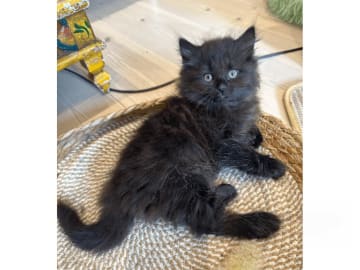 Sibirisk katt · Stockholm · Petit Pavot