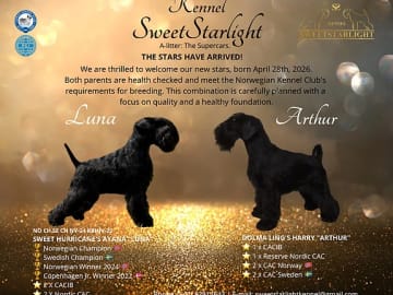 Miniature Schnauzer · Vollen · Nina-Helene Gundersen