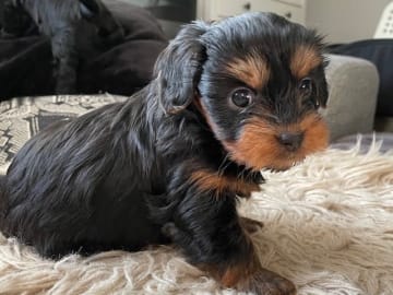 Yorkiepoo valpar toypudel yorkshireterrier · Näsviken · Lustbacka