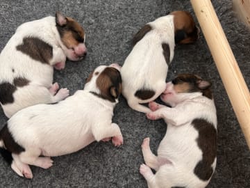 Kromfohrländer · Bengtsfors · Onside’s kennel