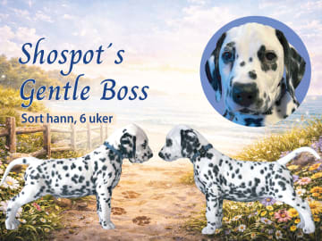 Dalmatian · Frekhaug · Kennel Shospot
