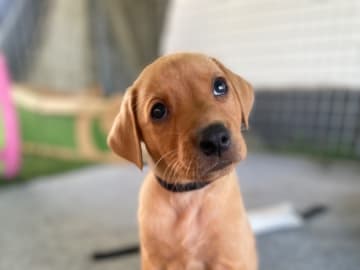 Labrador retriever · Lövestad · Gravel's