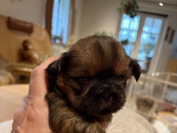 Shih tzu · Greve · Helle-Sofia's