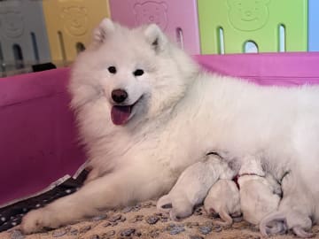 Arctic White Samoyed