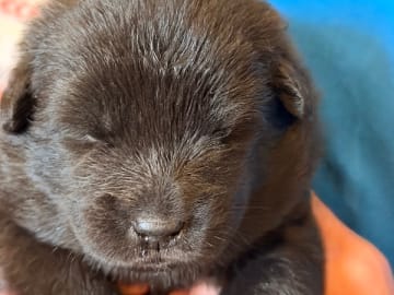 Eurasier · Västerås · Love & Eurasier