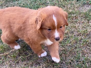 Nova scotia duck tolling retriever · Oskarshamn · Wassaya's