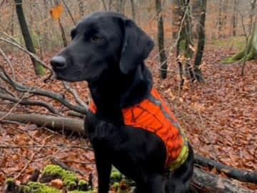 Labrador retriever · Flemming · Thomas Popperud