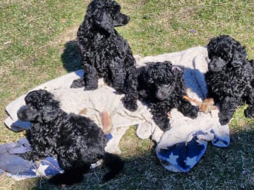 Pudel, mellan · Östhammar · Tinelund's