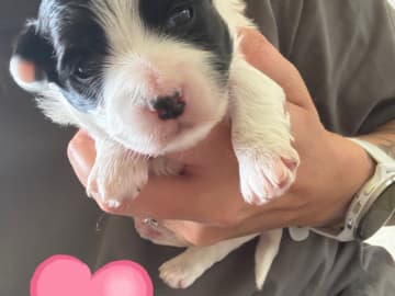 Coton de tuléar · Aabybro · Lisa Kammer