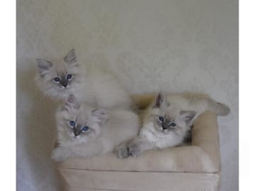 Sibirisk katt · Flen · SE*Jungle Breeze
