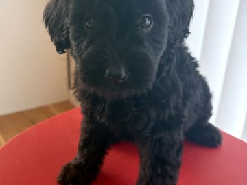 Labradoodle · Vittsjö · Fluffssons