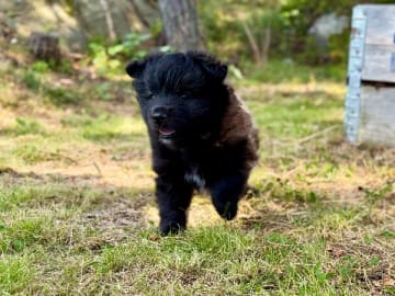 Finsk lapphund · Åkersberga · Ancient