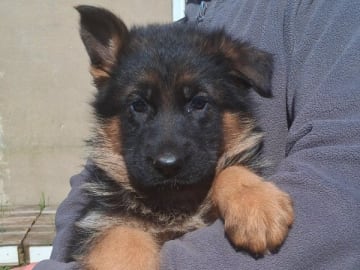 Tysk Schäferhund · Sölvesborg · Ebafarmens