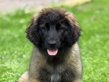 Leonberger · östra ryd · Skullsam