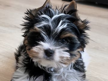 Biewer terrier · Myking · Golden Dreampaws