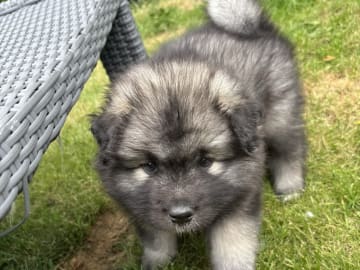 Keeshond · Herning · Michelle R.