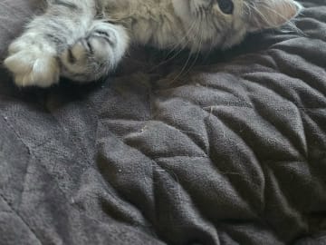 Sibirisk katt · Trelleborg · SE*Gislövs Sibiriska katter