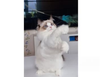 Ragdoll · Väse · SE*Wernigerodes