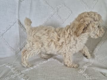 Maltipoo · Hässleholm · Daniela K.