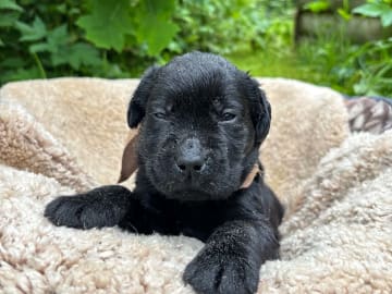 Labrador retriever · Svorkmo · Lyonette