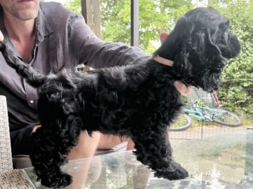 Amerikansk cocker spaniel · Järfälla · LillaFröken