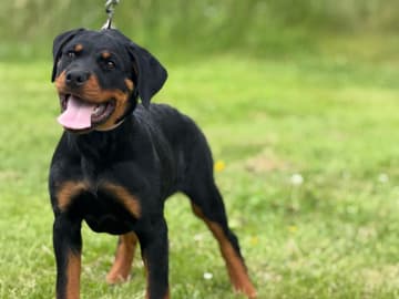 Rottweiler · Lödöse · Kennel Lexander's