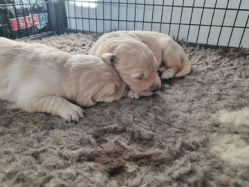 Golden retriever · Nesttun · Secret-Garden