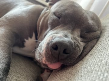 American bully · København · Joan J.