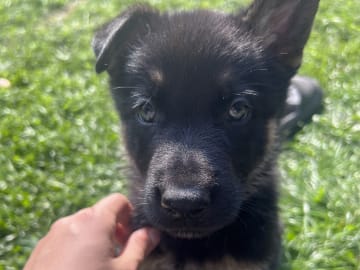 Tysk Schäferhund · Perstorp · Anela M.
