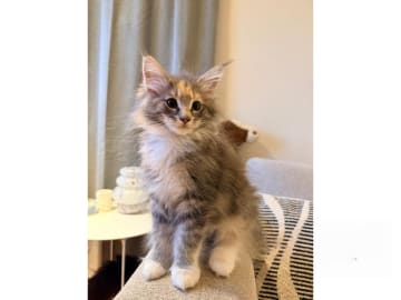 Norwegian Forest · Trelleborg · SE*Northwinds Scatter