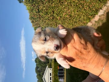 Shetland sheepdog · Jaren · Anne-Karin Scheen