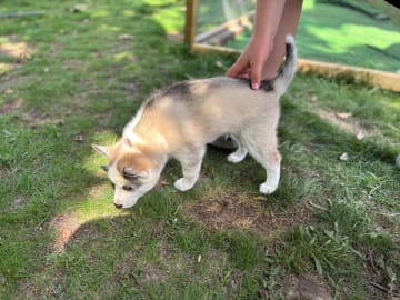 Siberian husky · Hallstavik · Kusby