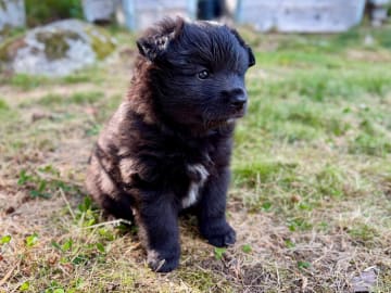 Finsk lapphund · Åkersberga · Ancient