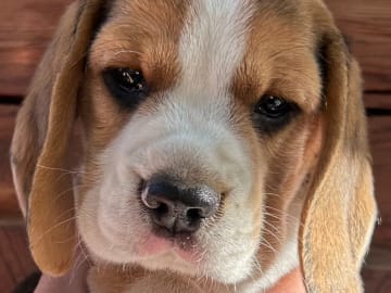 Beagle · Hallstahammar · Lena Linder