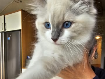 Ragdoll · Stenkullen · Zac kennel