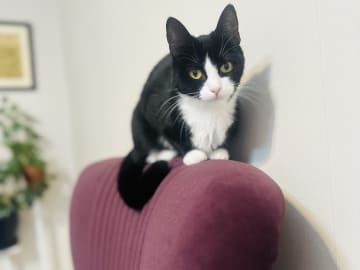 Exotic Shorthair · Karlstad · Aydeh N.