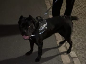 Cane corso · Aalborg · Kasper A.